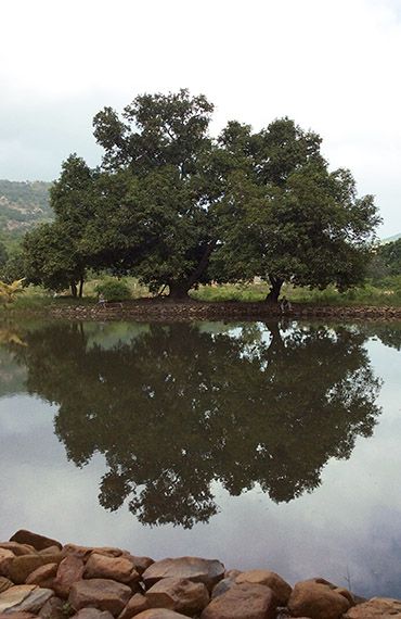 Satyaloka Heiliger Baum Teich